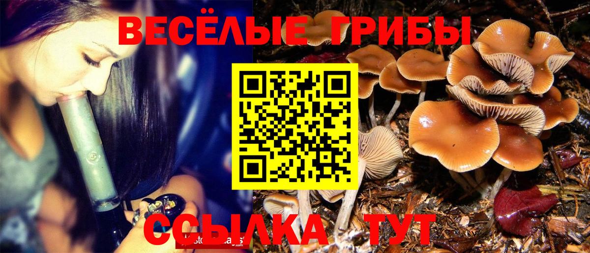 Псилоцибиновые грибы GOLDEN TEACHER  Вход с VPN  где можно купить наркотик  Грозный 