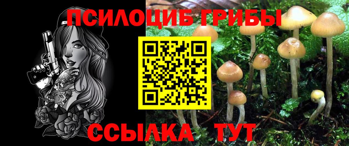 Галлюциногенные грибы Psilocybine cubensis Грозный